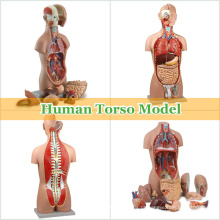 Anatomia humana plástica do torso dos modelos de ensino com órgãos removíveis